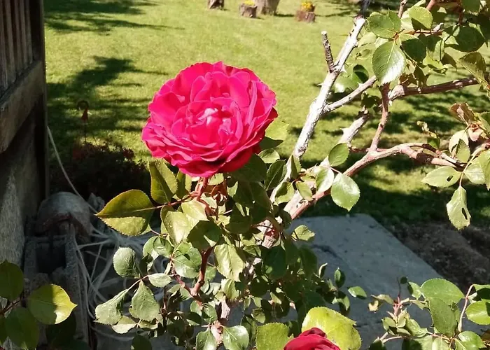 Mandic House Lejlighed Subjel